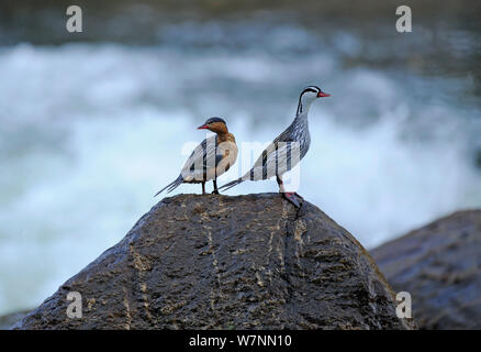 Paar Torrent Enten (Merganetta armata), Guango Fluss, Ecuador. Stockfoto