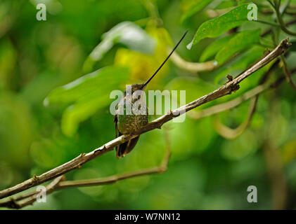 Männliche Schwert billed Hummingbird (Ensifera ensifera), Guango, Ecuador. Stockfoto