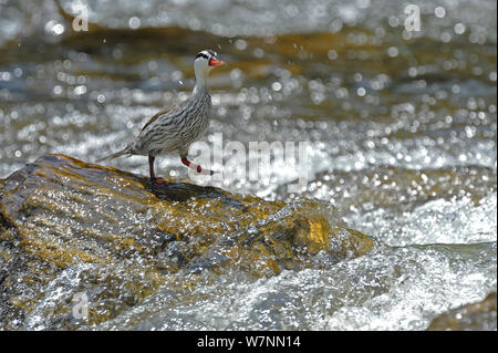 Männliche Torrent duck (Merganetta armata) entlang des Flusses Guango, Ecuador. Stockfoto