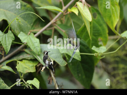 Männliche Kabel-Crested thorntail (Discosura popelairii) Anzeige von einem weiblichen, wilde Sumaco, Ecuador. Stockfoto