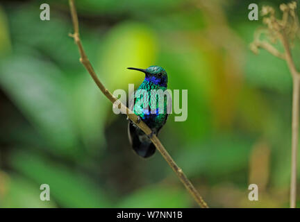 Sekt coruscans violetear Kolibri (Colibri) Wilde Sumaco, Ecuador. Stockfoto