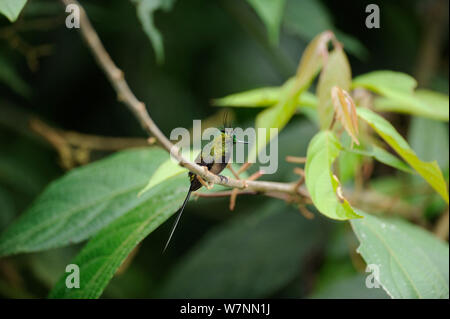 Männliche Kabel-Crested thorntail (Discosura popelairii) Wilde Sumaco, Ecuador. Stockfoto