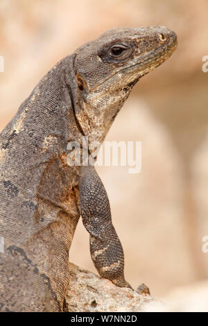 Gemeinsame Spiny-Tailed Iguana (Ctenosaura Imilis), Uxmal, Halbinsel Yucatan, Mexiko, Oktober. Stockfoto