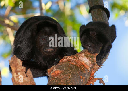 Yucatan Schwarzen Brüllaffen (Alouatta pigra) mit Baby, Calakmul Biosphärenreservat, Halbinsel Yucatan, Mexiko, Oktober. Gefährdete Arten. Stockfoto