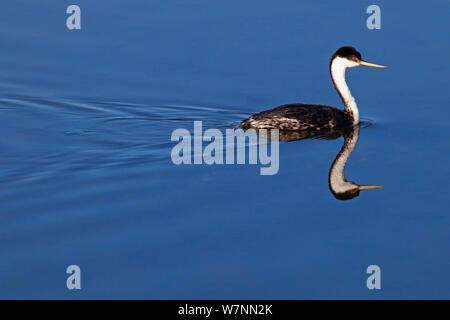 Western Grebe (Aechmophorus occidentalis), El Vizcaino Biosphärenreservat, Halbinsel Baja California, Mexiko, Dezember. Stockfoto