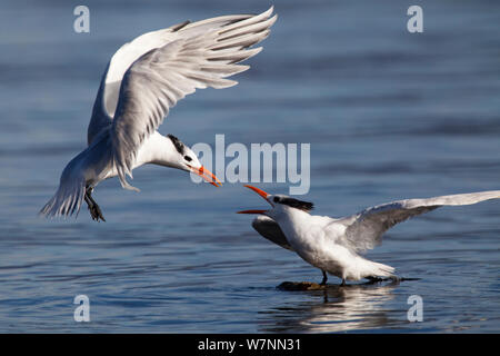 Royal Tern (Thalasseus maximus) zu einem anderen Vokalisierung im Flug, El Requeson, Golf von Kalifornien, Halbinsel Baja California, Mexiko, Dezember. Stockfoto