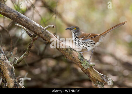 Longirostre long-billed Thrasher (Toxostoma) thront. Sabal Palm Audubon Heiligtum, Brownsville, Texas, USA Stockfoto