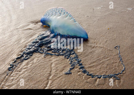 Portugiesisch Man-Of-Krieg (Physalia Physalis) am Strand angeschwemmt, Boca Chica, Texas, USA, Februar. Stockfoto