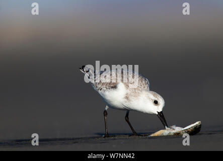 Sanderling (Calidris alba) essen Miesmuschel, San Quintin, die Halbinsel Baja California, Mexiko, Dezember. Stockfoto