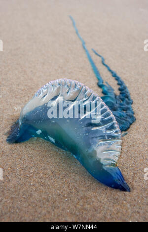 Portugiesisch Man-Of-Krieg (Physalia Physalis) am Strand angeschwemmt, Boca Chica, Texas, USA, Februar. Stockfoto