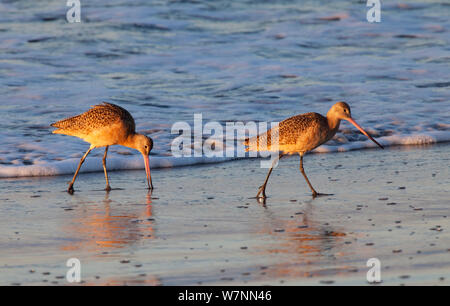 Marmorierte Godwit (Limosa fedoa) Fütterung, San Quintin, die Halbinsel Baja California, Mexiko, Dezember. Stockfoto