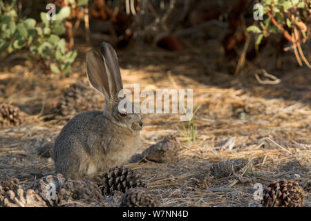 Bürste Kaninchen (Sylvilagus bachmani), San Pedro Martir Nationalpark, Halbinsel Baja California, Mexiko, Mai. Stockfoto