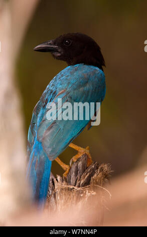 Yucatan Jay (Cyanocorax yucatanicus), Xcacel, Halbinsel Yucatan, Mexiko, August. Stockfoto