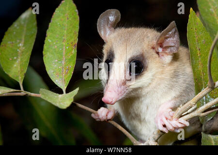 Graue Maus Opossum (Tlacuatzin canescens), Maria Magdalena Insel, Islas Marias Biosphärenreservat, Meer von Cortez (Golf von Kalifornien), Mexiko, Juni. Stockfoto