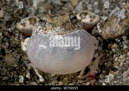 Kalifornien/Pseudacris Treefrog (Hyla Cadaverina) vocal Sac aufgeblasen, Mate, San Pedro Martir Nationalpark, Halbinsel Baja California, Mexiko, Mai. Stockfoto