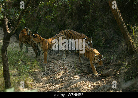 Bengal Tiger (Panthera tigris tigris) Familie, Pench Nationalpark, Madhya Pradesh, Indien, vor Ort für die 'Tiger - Spion im Dschungel" Dezember 2006 Stockfoto