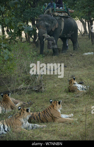 Bengal Tiger (Panthera tigris tigris) Familie ausruhen, während von domestizierten Elefanten (Elephas maximas) mit 'Tusk Cam' Filmen Kamera, Pench Nationalpark, Madhya Pradesh, Indien, vor Ort für die 'Tiger - Spion im Dschungel" Dezember 2006 Stockfoto