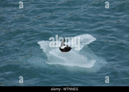 Gryllteiste (Cepphus Grylle) auf Eisberg Svalbard, Norwegen, vor Ort für "Polar Bear: Spy auf dem Eis" August 2010 Ruhe Stockfoto