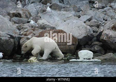 Eisbär (Ursus maritimus) entlang der felsigen Küste, durch "Eisberg cam gefilmt' einer entfernten Kamera gefilmt, Svalbard, Norwegen, vor Ort für "Polar Bear: Spy auf dem Eis" August 2010 Stockfoto