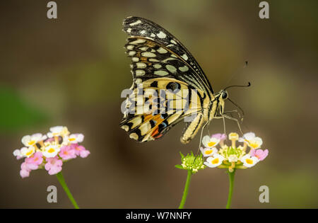 Kalk Schwalbenschwanz Schmetterling auf einem rosa und gelbe Blume feeing auf Nektar Stockfoto