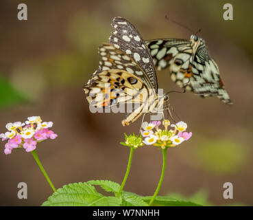 Kalk Schwalbenschwanz Schmetterling auf einem weißen und rosa Blume mit einem anderen Kalk Schwalbenschwanz Schmetterling im Flug über das Land Stockfoto