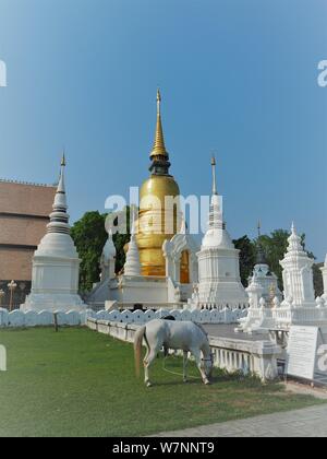 Wat Suan Dok oder Wat Buppharam, ein buddhistischer Tempel in Chiang Mai, Nordthailand Stockfoto