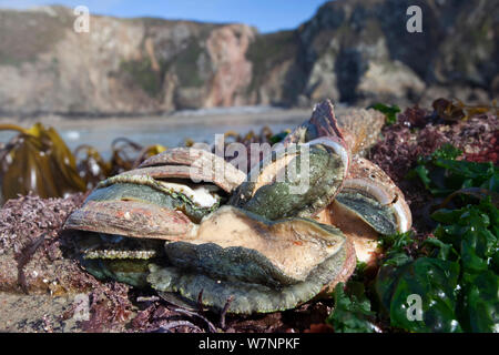 Seeohren (Haliotis tuberculata) bei Ebbe freigelegt, Ärmelkanal, vor der Küste von Sark, Kanalinseln, März Stockfoto