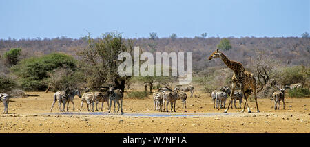 Gemischte Gruppe von Ebenen Zebra (Equus burchellii) und Giraffe (Giraffa Camelopardalis) in einem Wasserloch, in der Nähe von Satara, Kruger National Park, Transvaal, Südafrika, September. Stockfoto