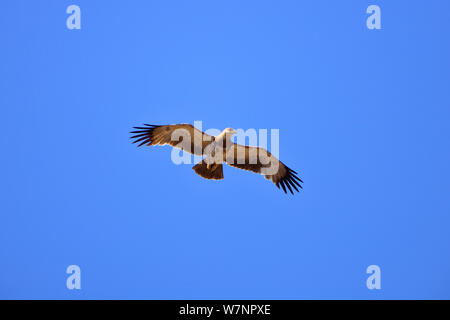 Tawny Eagle (Aquila rapax) im Flug, Kruger National Park, Transvaal, Südafrika, September. Stockfoto