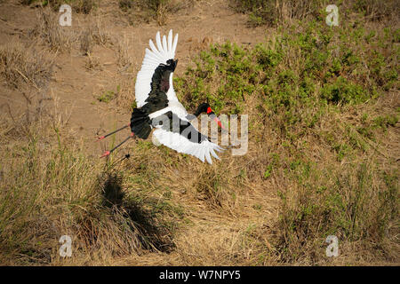 Saddlebilled Stork (Ephippiorhynchus senegalensis) im Flug, Kruger National Park, Transvaal, Südafrika, September. Stockfoto