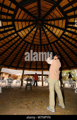 Mann fotografieren Kolonie von Wahlberg ist epauletted Obst - Fledermäuse (Epomophorus wahlbergi) vom Dach hängend in Skukuza Camp, Kruger National Park, Transvaal, Südafrika, September 2008. Stockfoto