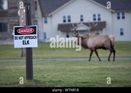 Brünstige Bullen Wapiti (Cervus elaphus canadensis) in der Nähe von Elk Nicht Anfahren Zeichen in der Stadt von Mammoth Hot Springs, Yellowstone National Park, USA Stockfoto