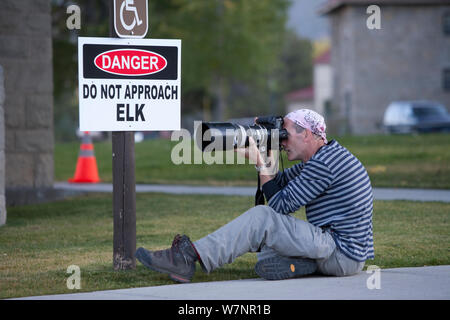 Touristen fotografieren Wapiti (Cervus elaphus canadensis) Neben nicht Ansatz Elk Zeichen tun, Mammoth Hot Springs, Yellowstone National Park, USA. Oktober 2008. Stockfoto