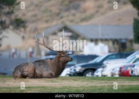 Stier Wapiti (Cervus elaphus canadensis), Mammoth Hot Springs, Yellowstone National Park, USA Stockfoto