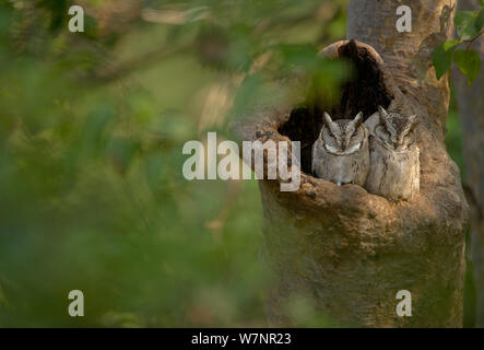 Indian Scops Owl (Otus bakkamoena) Erwachsene Rastplätze im Baum nest hole. Bandhavgarh Nationalpark, Indien. Nicht-ex. Stockfoto