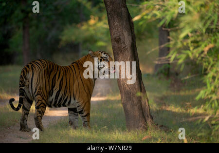 Bengal Tiger (Panthera tigris) große sechs Jahre alten männlichen Erwachsenen leckt ein Baumstamm, der von einem anderen Tiger markiert wurde, vielleicht, um zu erkennen, ob eine Frau war im Östrus. Gefährdet. Bandhavgarh Nationalpark, Indien. Stockfoto