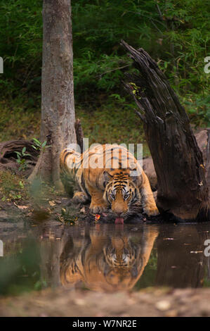 Bengal Tiger (Panthera tigris) Sub - Erwachsene, ca. 17-19 Monate alt, Trinken an einem Wald Pool. Gefährdet. Bandhavgarh Nationalpark, Indien. Nicht-ex. Stockfoto