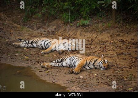 Bengal Tiger (Panthera tigris) Sub-Erwachsene, ca. 17-19 Monate alt, zusammen ruhen neben einem Wald Pool. Gefährdet. Bandhavgarh Nationalpark, Indien. Stockfoto