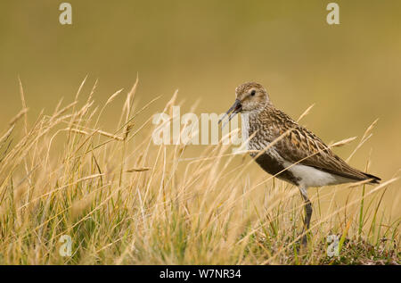 Strandläufer (Calidris alpina) nach Aufruf auf offenen Moor. Shetlandinseln, Schottland, Großbritannien, Juli. Stockfoto