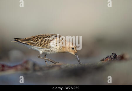 Strandläufer (Calidris alpina) nach der Futtersuche am Strand. September. Shetland Islands, UK, September. Stockfoto