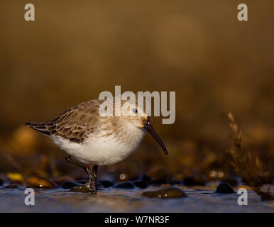 Strandläufer (Calidris alpina) Nahrungssuche unter Algen am Strand. Shetland Islands, UK, September. Stockfoto