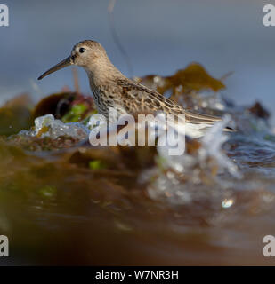 Strandläufer (Calidris alpina) unter Wasser am Strand. Shetland Islands, UK, September. Stockfoto