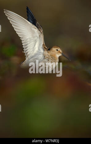 Strandläufer (Calidris alpina) stretching Flügeln. Shetland Islands, UK, September. Stockfoto