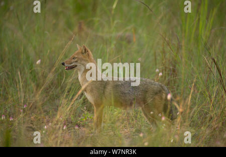 Golden Schakal (Canis aureus) in Gräsern. Bandhavgarh Nationalpark, Indien, Oktober. Stockfoto