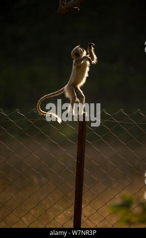 Hanuman/Northern Plains Grau Langur (jugendsportlern Entellus). Ein Knabe bereitet aus dem umstrittenen Zaun, jetzt umgibt, große Teile der Bandhavgarh Nationalpark, zu springen, zu einem Ast direkt über hängen. Bandhavgarh Nationalpark, Indien. Stockfoto