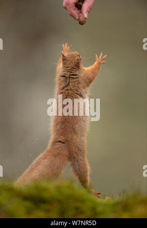 Eichhörnchen (Sciurus vulgaris), eine Mutter aus einer Person. Cairngorms National Park, Schottland, UK, März. Stockfoto