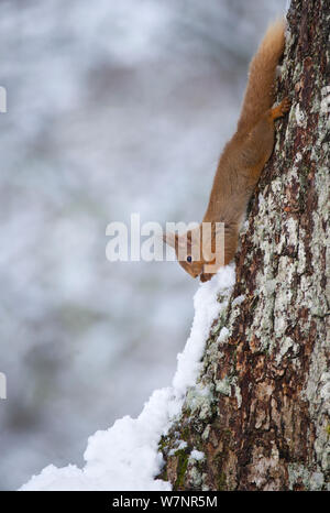 Eichhörnchen (Sciurus vulgaris) Erwachsene im Profil absteigend einen Baumstamm im Schnee. Cairngorms National Park, Schottland, UK, März. Stockfoto