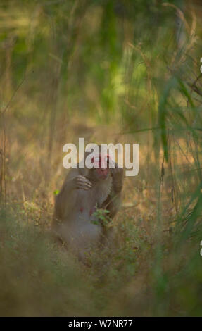 Rhesus Makaken (Macaca mulatta) pflegen. Bandhavgarh Nationalpark, Indien. Stockfoto