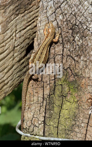 Common/Lebendgebärenden Eidechsen (Lacerta vivipara). Wiltshire, England, Mai. Stockfoto