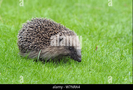 Western Igel (Erinaceus europaeus) Jugendliche auf Gras. Wiltshire, England, UK, August. Stockfoto